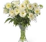 'Ninos' Butterfly Ranunculus 1.5gal