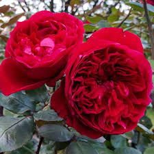 'Rouge Royale' Rose