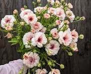 'Ariadne' Butterfly Ranunculus 1.5gal