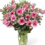 'Hera' Butterfly Ranunculus 1.5gal