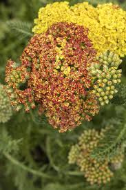 'Desert Eve Terracotta' Yarrow Native 1gal