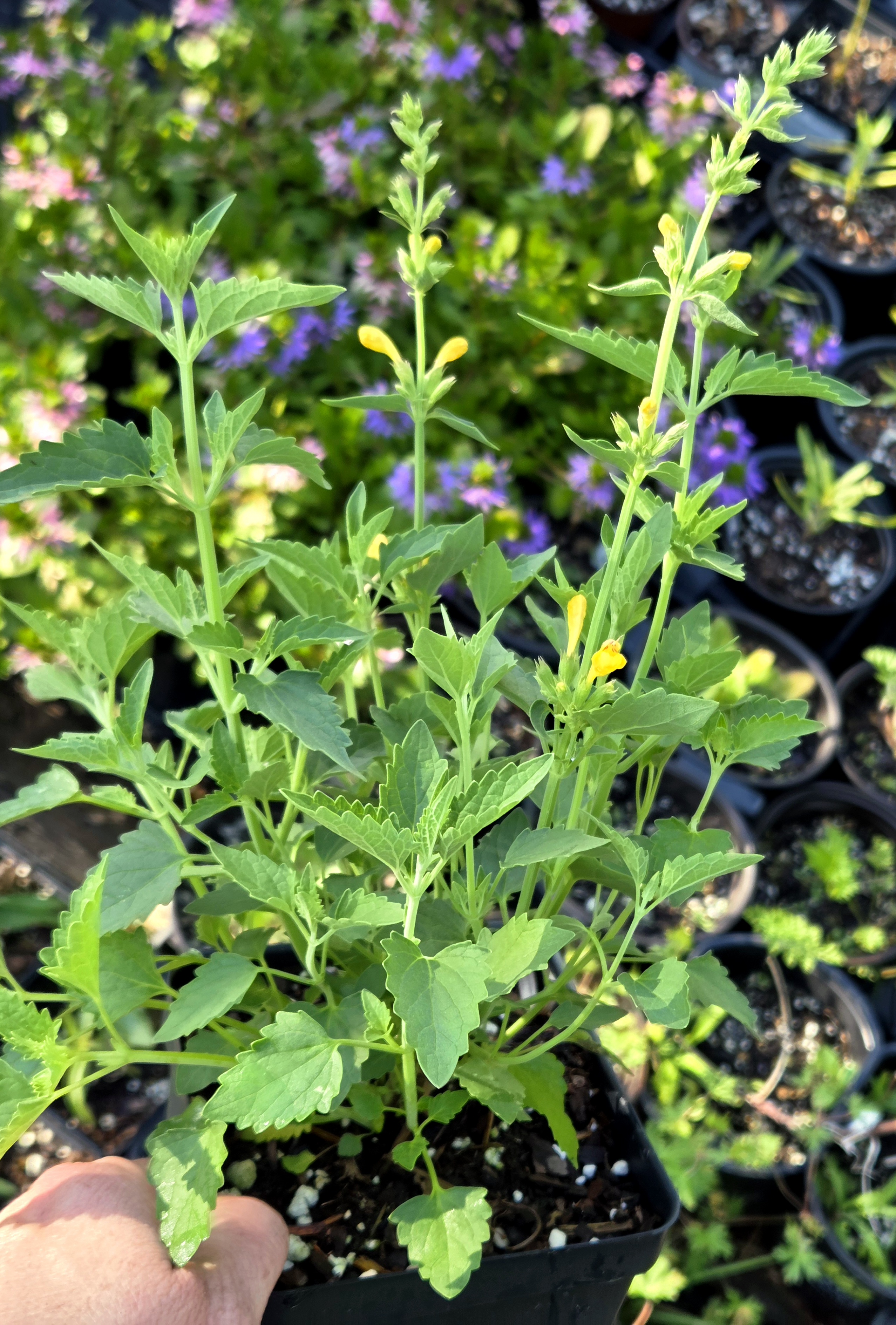 Agastache Kudos Yellow Hummingbird Mint 5"