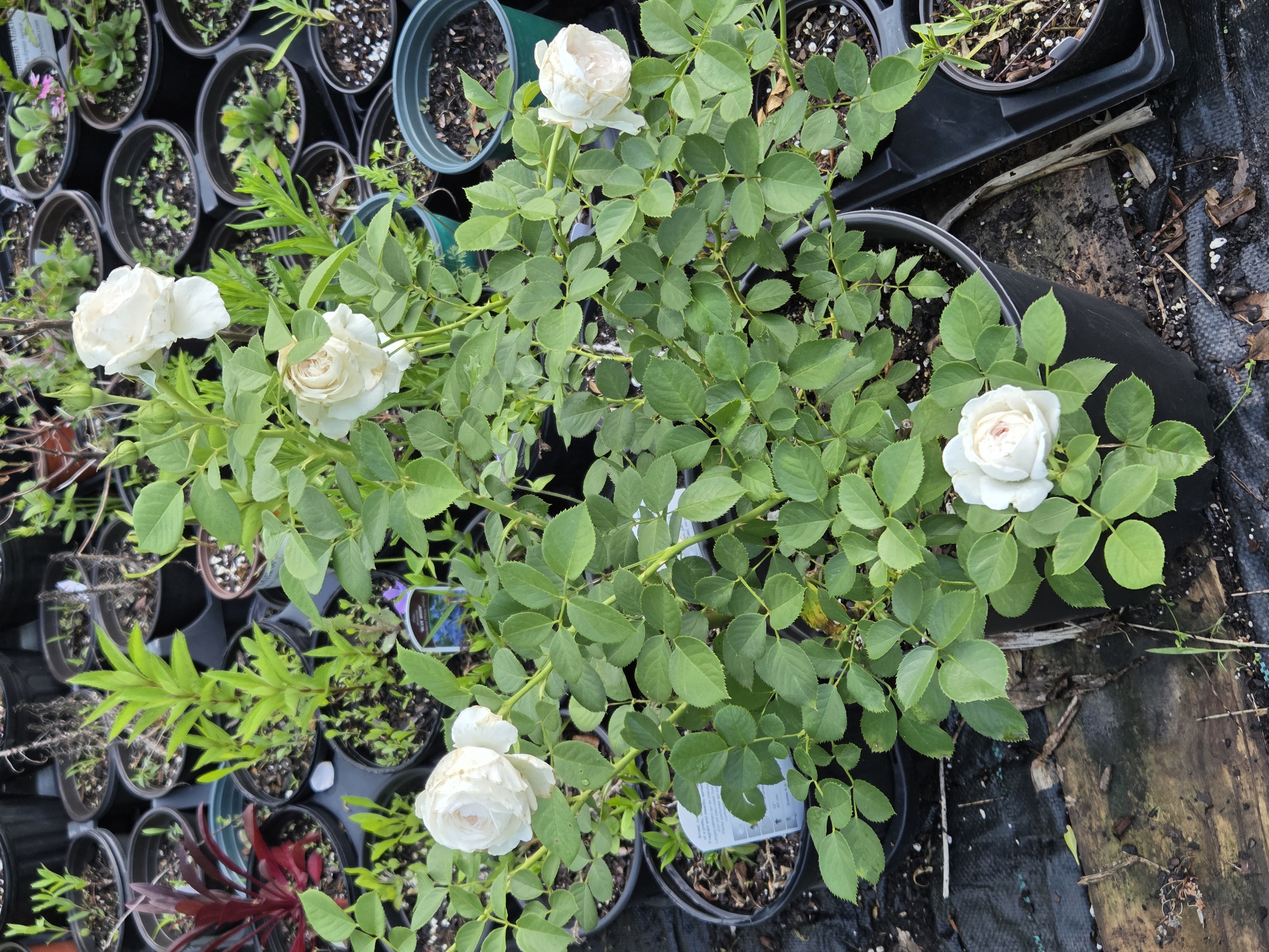 Gorgeous Mystery/Mislabeled Cream/White Garden Rose 3 gal 
