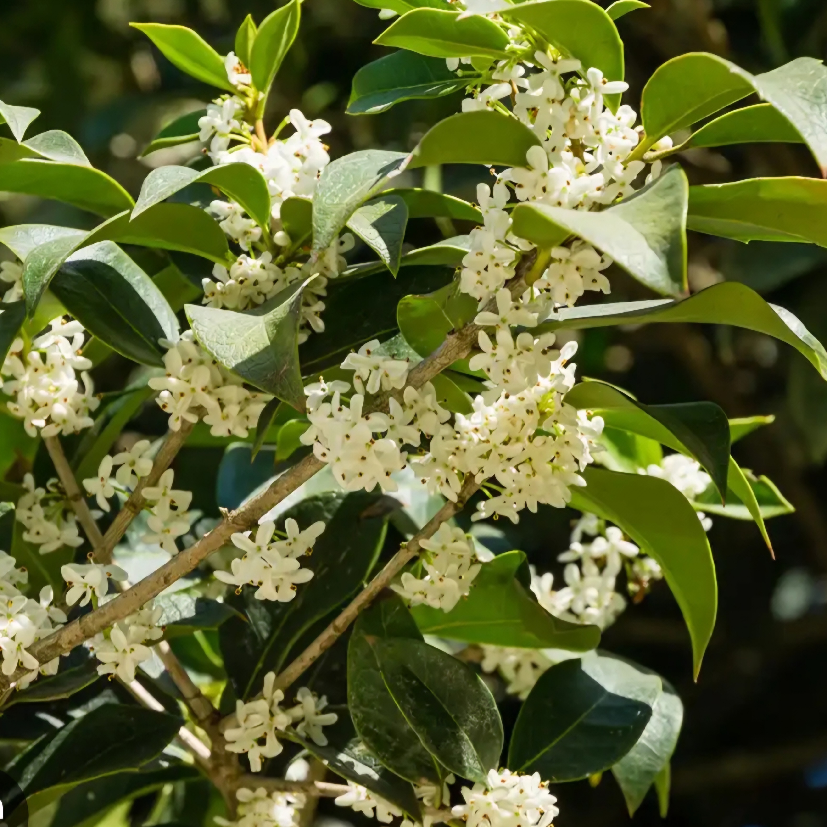 Fragrant Tea Olive (3 gal pot)