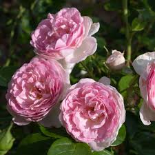 'Ballgown Romantica' Rose