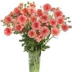 'Eris' Butterfly Ranunculus 1.5gal