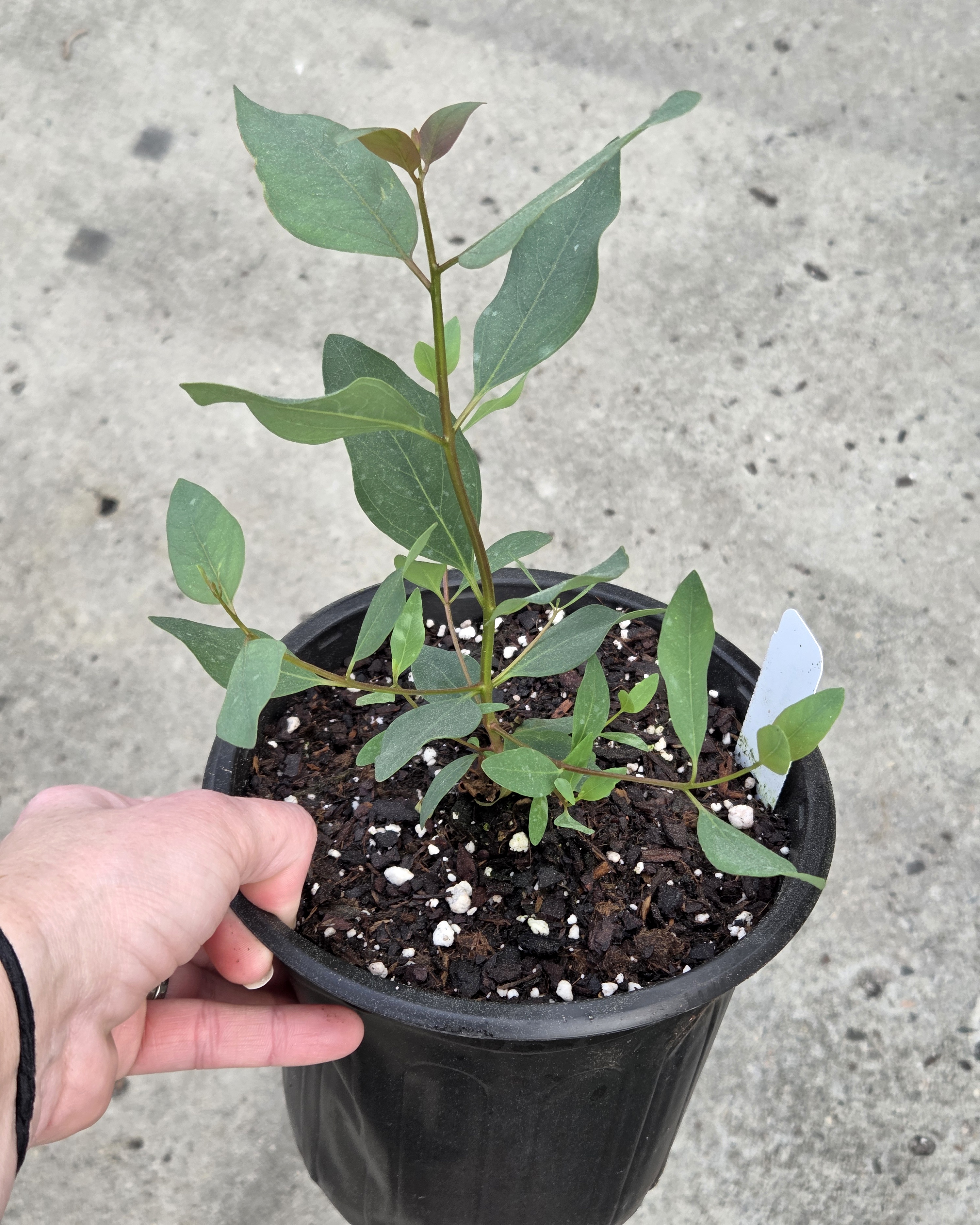 'Murray' Eucalyptus 1gal 