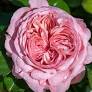 'Ballgown Romantica' Rose