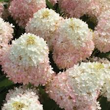 Sweet Starlight Hydrangea 3gal
