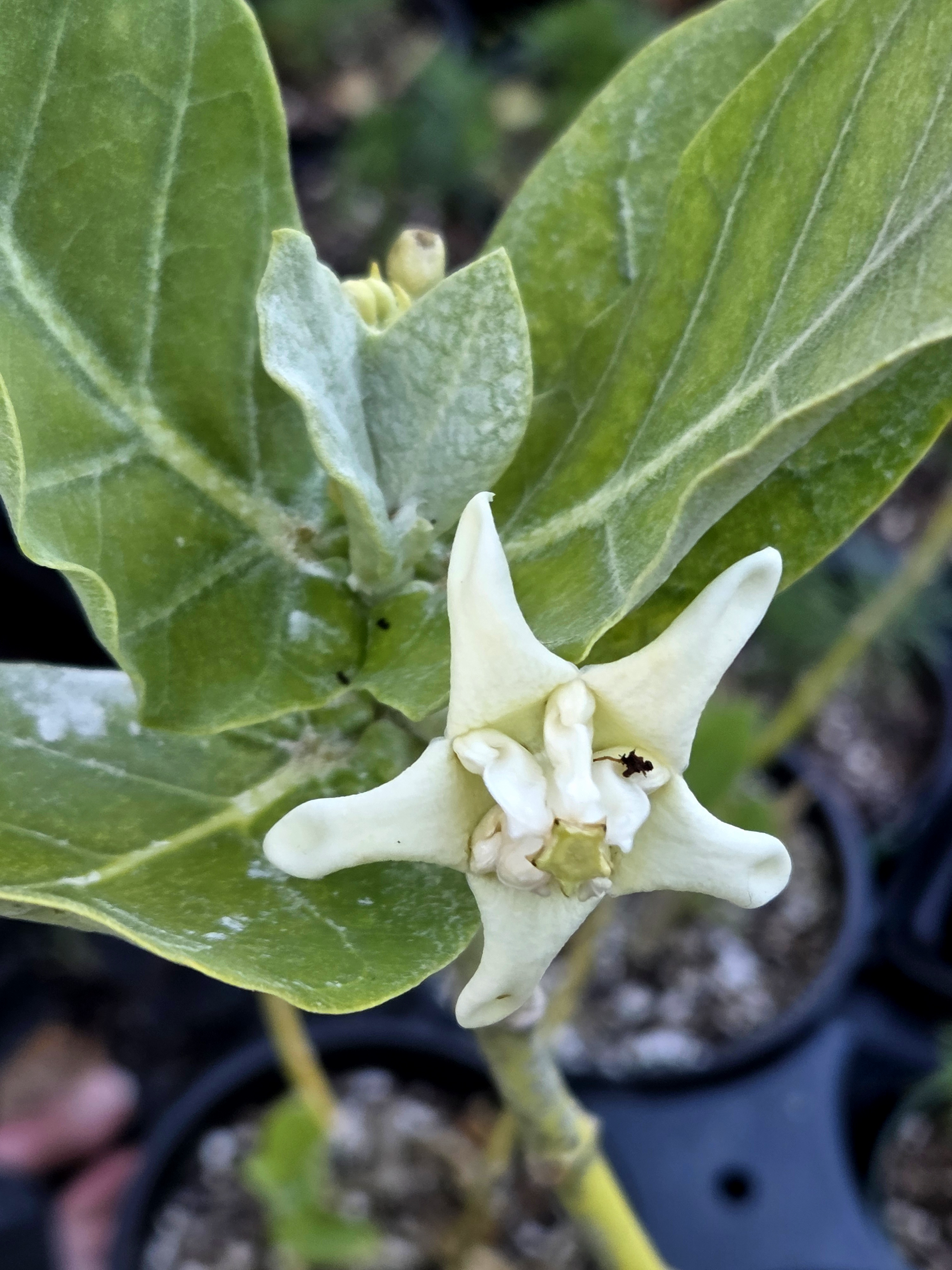 Giant Milkweed 1gal