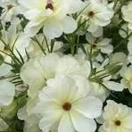 'Ninos' Butterfly Ranunculus 1.5gal