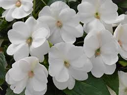 SunPatiens® Compact White 4"