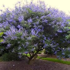 Chaste Tree "Texas Lilac" 3gal