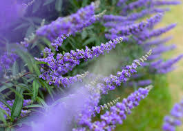 Chaste Tree "Texas Lilac" 3gal