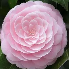Pink Perfection Camellia 3 gallon pot