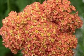 'Desert Eve Terracotta' Yarrow Native 1gal