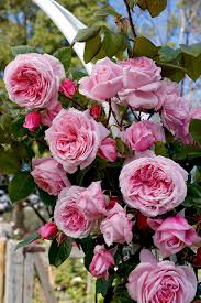 'Kiss Me Kate' Climbing Rose 3gallon
