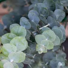 'Baby Blue' Eucalyptus 1gal 