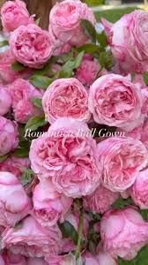 'Ballgown Romantica' Rose