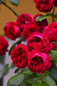 'Rouge Royale' Rose