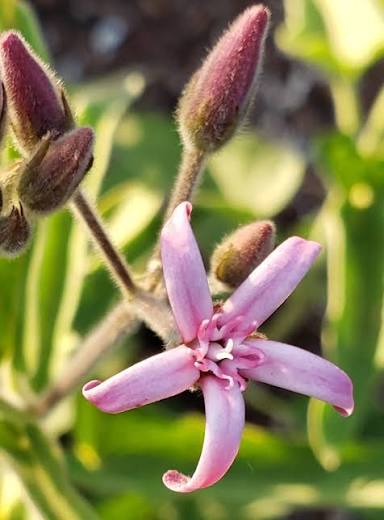 Pink Tweedia Milkweed 5" 