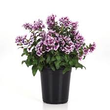 Sweet Talk Lavender Splash (1 gal pot)