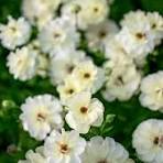 'Ninos' Butterfly Ranunculus 1.5gal