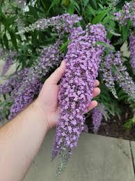 'Grand Cascade' Butterfly Bush 2nd year plants (2 & 3 gallon)