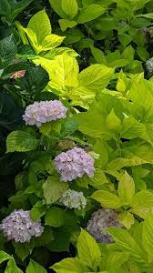 'Golden Penny' Hydrangea 3gal