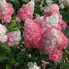 Strawberry Vanilla Hydrangea 3gal