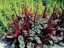 'Pygmy Torch' Dwarf Amaranthus 6" pot