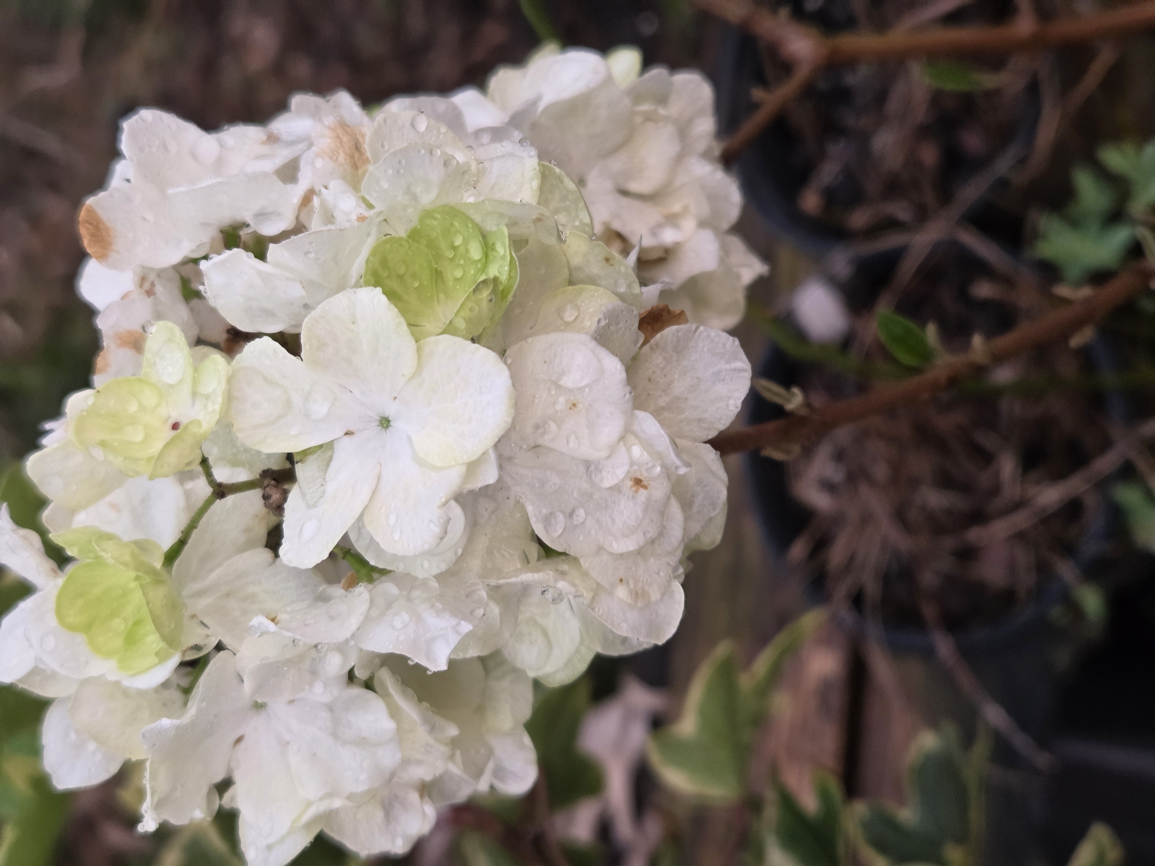 Snowball Viburnum 3gal 4'+