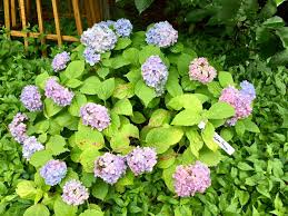 'Golden Penny' Hydrangea 3gal