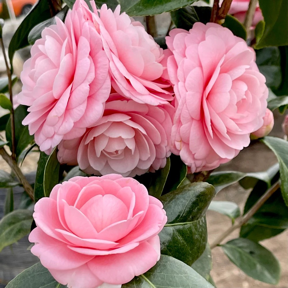 Pink Perfection Camellia 3 gallon pot
