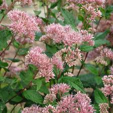 Little Joe Pyeweed 1gal