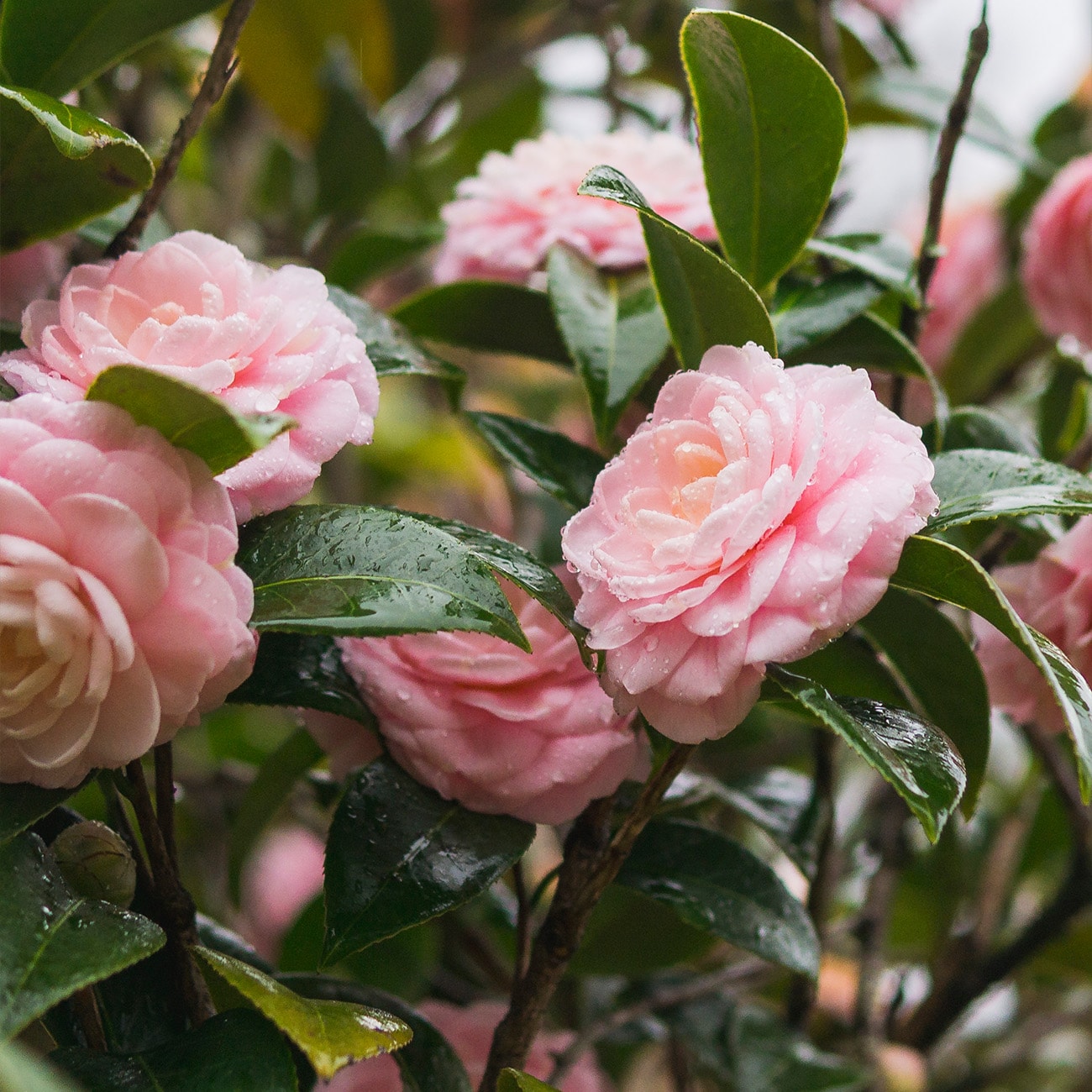 Pink Perfection Camellia 3 gallon pot