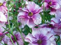 'Thiva' Butterfly Ranunculus 1.5gal