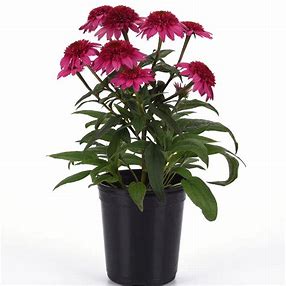 Double Scoop Watermelon Deluxe Coneflower 2yr plant 1 gal