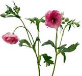 'Hera' Butterfly Ranunculus 1.5gal