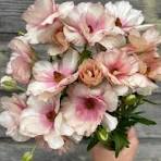 'Ariadne' Butterfly Ranunculus 1.5gal