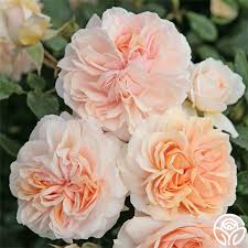 'Cream Veranda' Rose