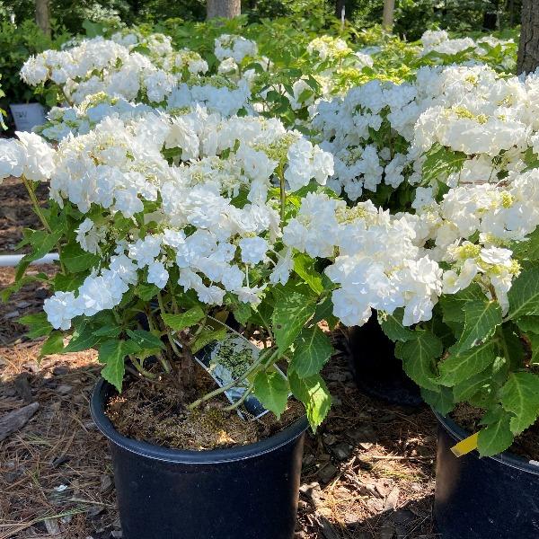 'Wedding Gown' Hydrangea (3 gal)
