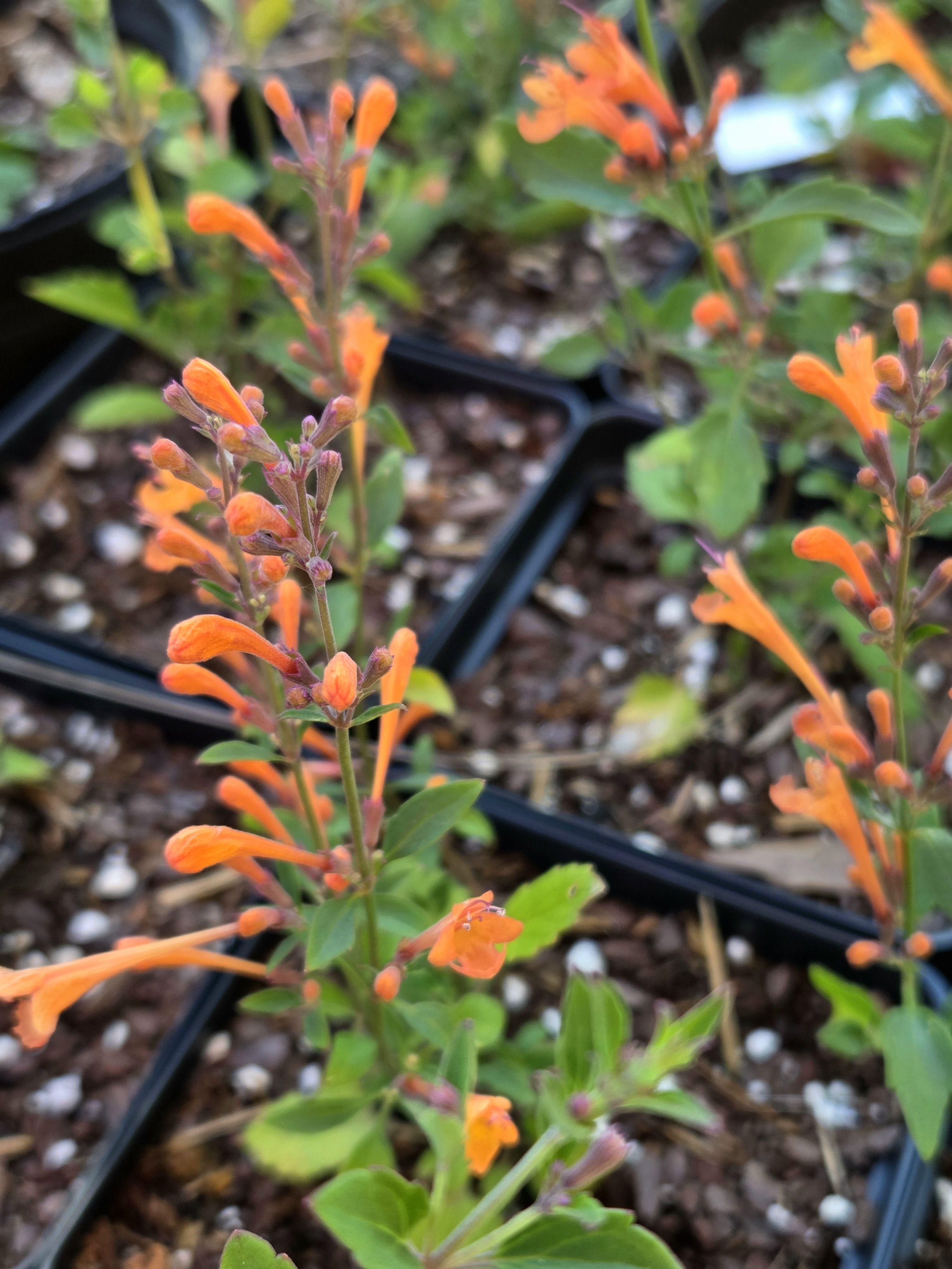Agastache Kudos Mandarin (Hummingbird Mint) 5" pot