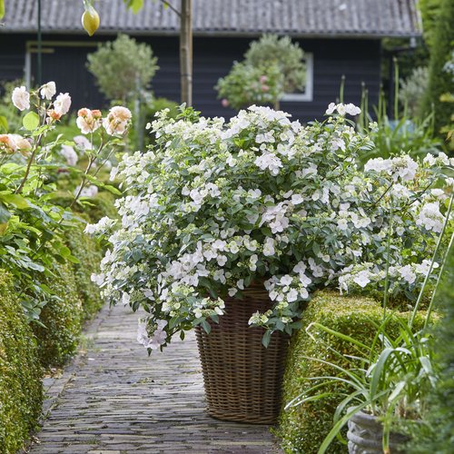 'Fairytrail Bride' Weeping Hydrangea 1 gal