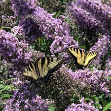 'Grand Cascade' Butterfly Bush 2nd year plants (2 & 3 gallon)