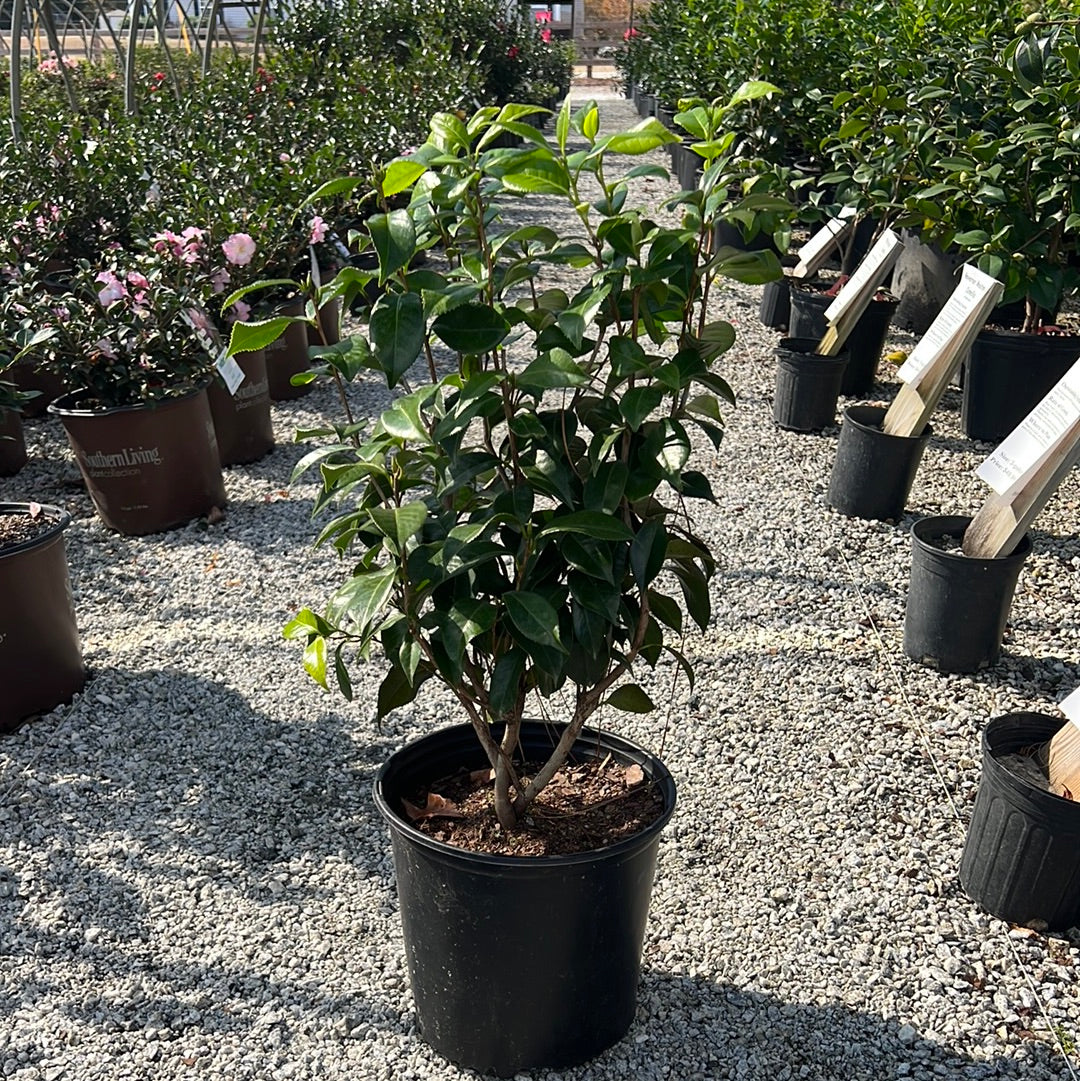 Pink Perfection Camellia 3 gallon pot