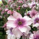 'Thiva' Butterfly Ranunculus 1.5gal