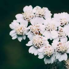 Marshmallow Yarrow 6"