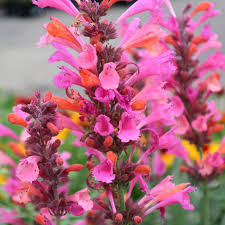 Agastache Kudos Ambrosia Hummingbird Mint 5"