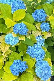 'Golden Penny' Hydrangea 3gal